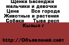 Щенки Басенджи ,мальчики и девочки › Цена ­ 1 - Все города Животные и растения » Собаки   . Тыва респ.,Кызыл г.